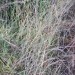 Chalky Bluestem